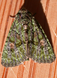 Green Phosphila Green Phosphila